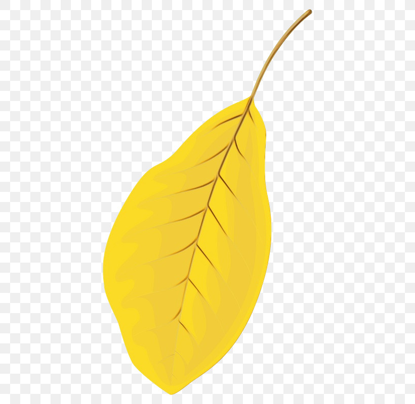 Leaf Yellow Fruit Plant Structure Science, PNG, 800x800px, Watercolor, Biology, Fruit, Leaf, Paint Download Free