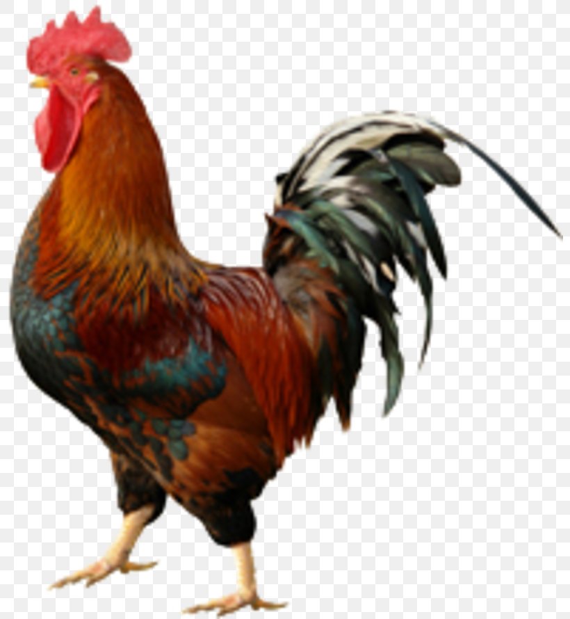 Rooster Chicken Wall Decal Cockfight, PNG, 800x890px, Rooster, Art, Beak, Bird, Chicken Download Free