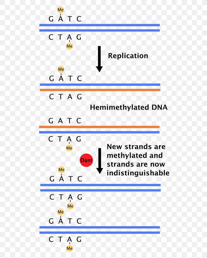 DNA Replication Dam Methylase Methylation DNA Mismatch Repair, PNG, 570x1023px, Dna Replication, Adenine, Area, Biology, Dna Download Free