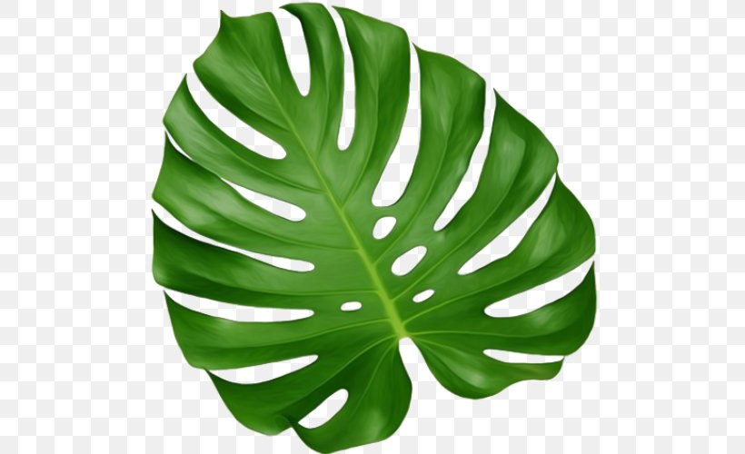 Leaf Monstera Houseplant Root, PNG, 512x500px, Leaf, Artikel, Asparagus, Color, Dishwashing Liquid Download Free