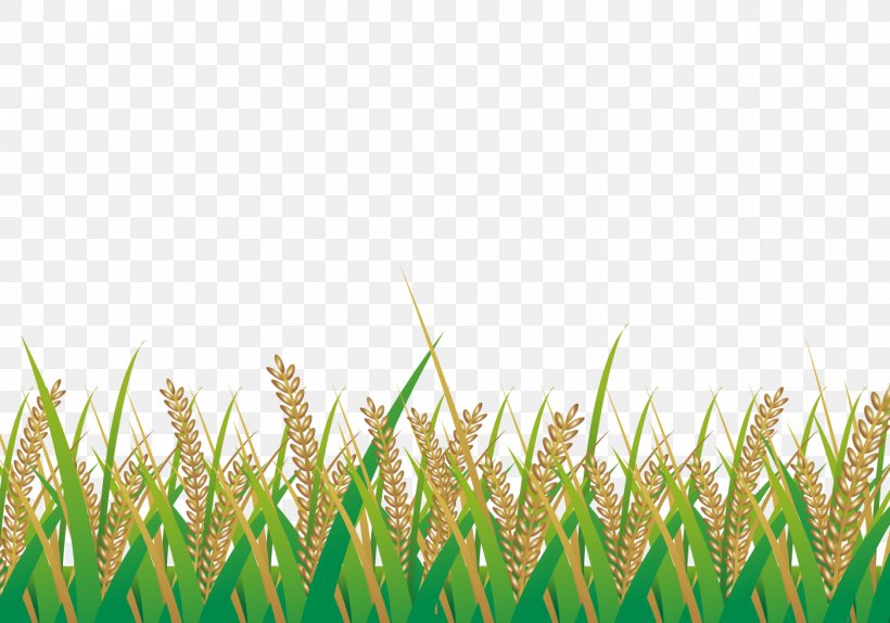 Paddy Field Rice Illustration, PNG, 1400x980px, Paddy Field, Agriculture, Commodity, Flat Design, Grass Download Free