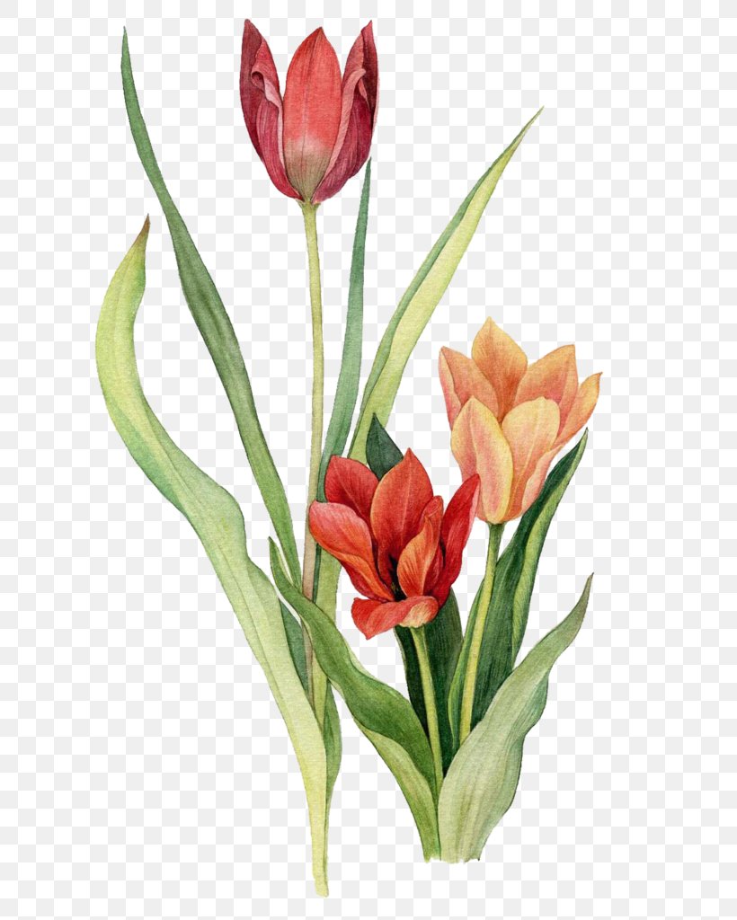 Tulip Watercolor Painting Floral Design Flower, PNG, 723x1024px, Tulip, Art, Bud, Cut Flowers, Drawing Download Free