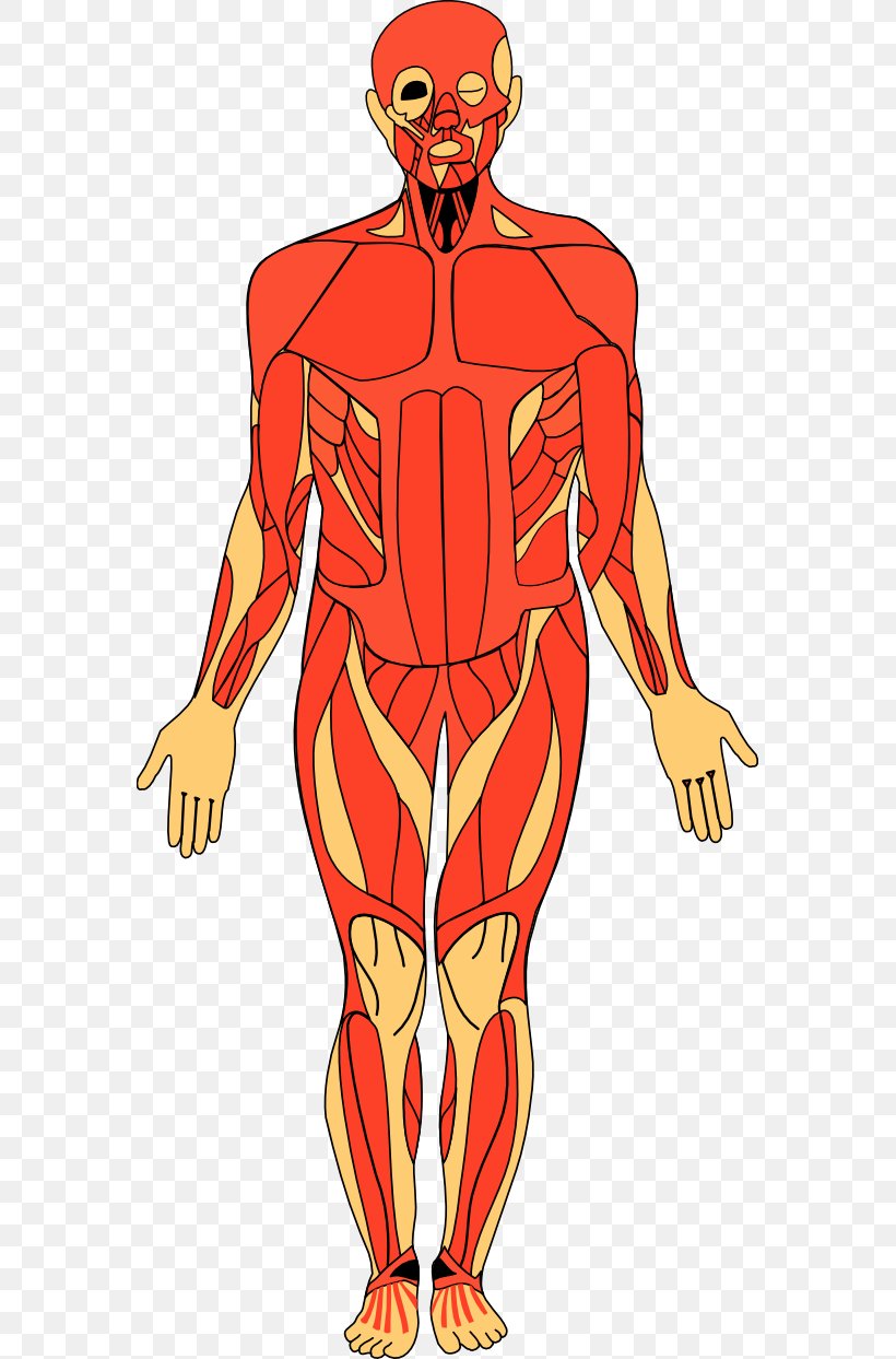 Anatomy Of The Human Body Human Anatomy Clip Art, PNG, 569x1243px, Watercolor, Cartoon, Flower, Frame, Heart Download Free