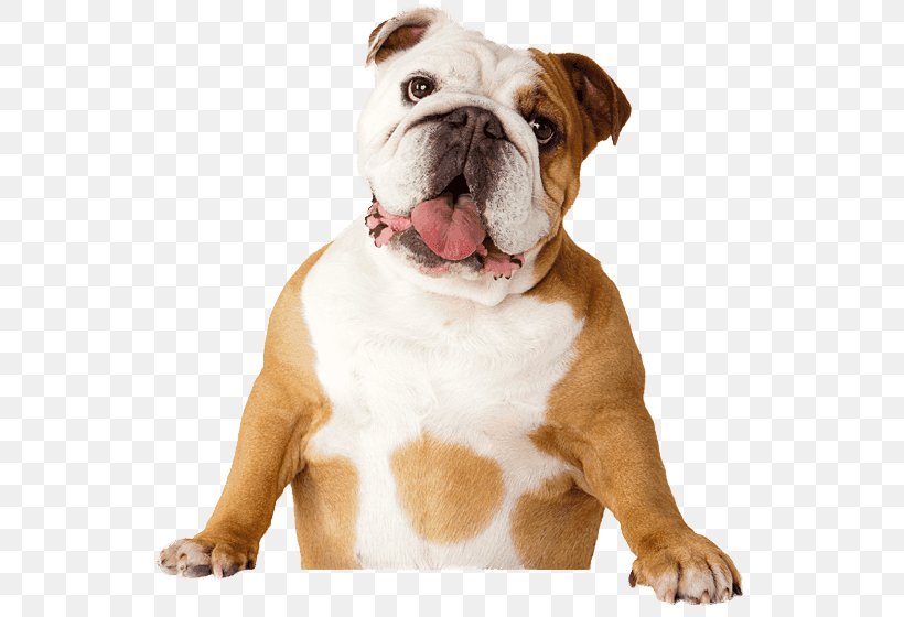 Bulldog Pet Sitting Dental Calculus Dental Plaque Bad Breath, PNG, 546x560px, Bulldog, American Bulldog, Australian Bulldog, Bad Breath, British Bulldogs Download Free