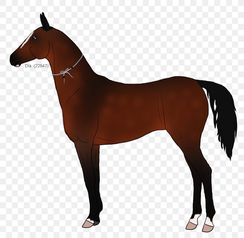 Mustang Stallion Rein Pony Mare, PNG, 800x800px, Mustang, Animal Figure, Bit, Bridle, Colt Download Free