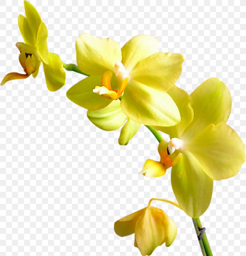 Orchids Clip Art Image Flower, PNG, 1037x1080px, Orchids, Cut Flowers, Drawing, Flora, Floral Design Download Free