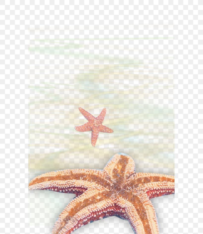 Starfish Download Gratis Icon, PNG, 591x945px, Starfish, Beach, Copyright, Echinoderm, Gratis Download Free