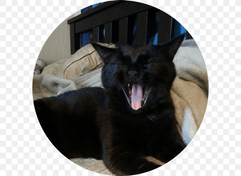 Black Cat Dog Twin Cities Pet Rescue Pet Adoption, PNG, 600x600px, Black Cat, Adoption, Animal Rescue Group, Bombay, Canine Parvovirus Download Free