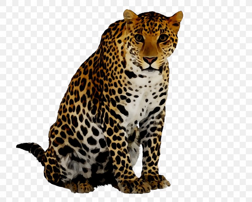 Cheetah Image Leopard Desktop Wallpaper Download, PNG, 1523x1218px, Cheetah, African Leopard, Animal Figure, Big Cats, Carnivore Download Free