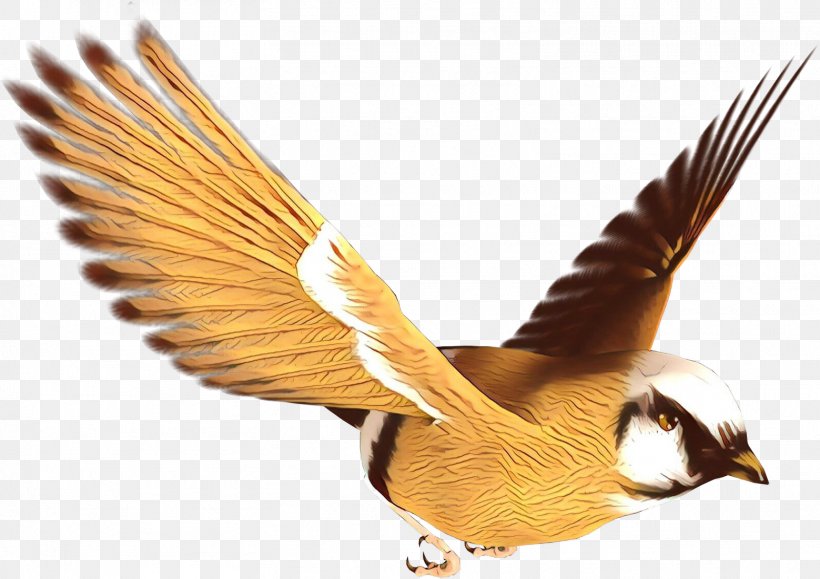 Feather, PNG, 1559x1102px, Cartoon, Beak, Bird, Falconiformes, Feather Download Free