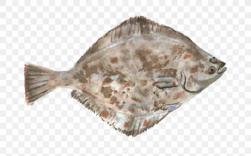 Large Tooth Flounders Flatfish Food, PNG, 1280x793px, Flounder, American Smooth Flounder, Animal Source Foods, Aquaculture, Arctic Flounder Download Free