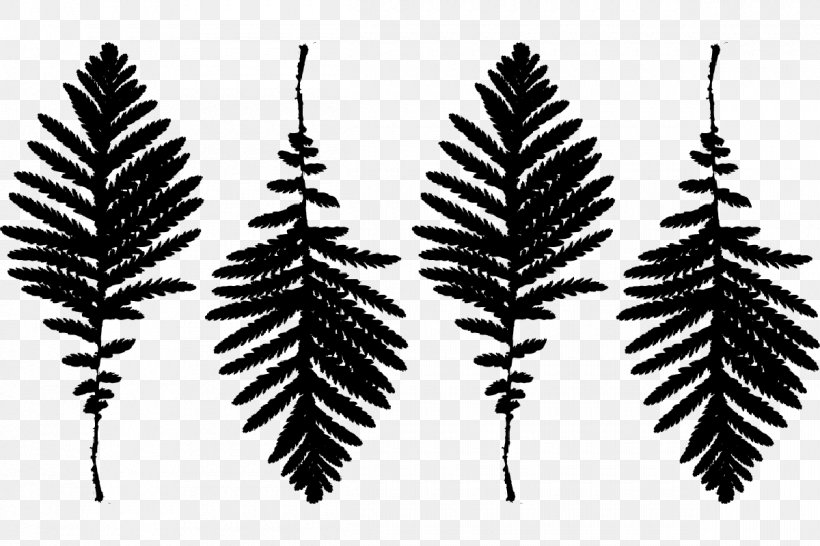 Amelisweerd Rhijnauwen Estate History Spruce, PNG, 1200x800px, Estate, Black And White, Branch, Conifer, De Tijd Download Free