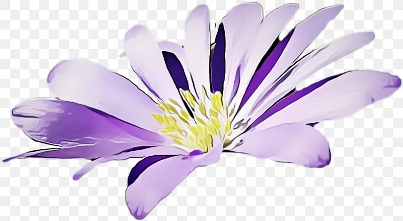 Flower Flowering Plant Petal Purple Plant, PNG, 1062x583px, Flower, Clematis, Flowering Plant, Herbaceous Plant, Petal Download Free