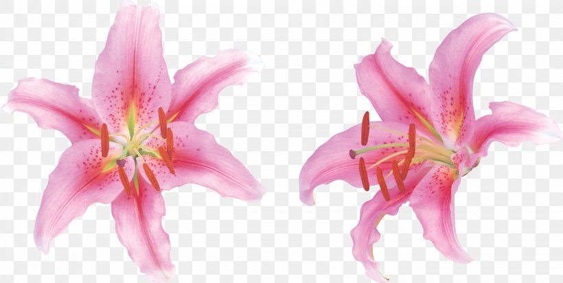 Clip Art Image Lily Flower, PNG, 3080x1551px, Lily, Alstroemeriaceae, Amaryllis Belladonna, Amaryllis Family, Bulb Download Free