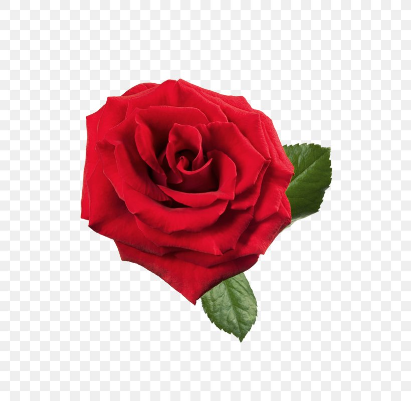 Rose Red Clip Art, PNG, 533x800px, Rose, Animation, Black Rose, Blog, Blue Rose Download Free