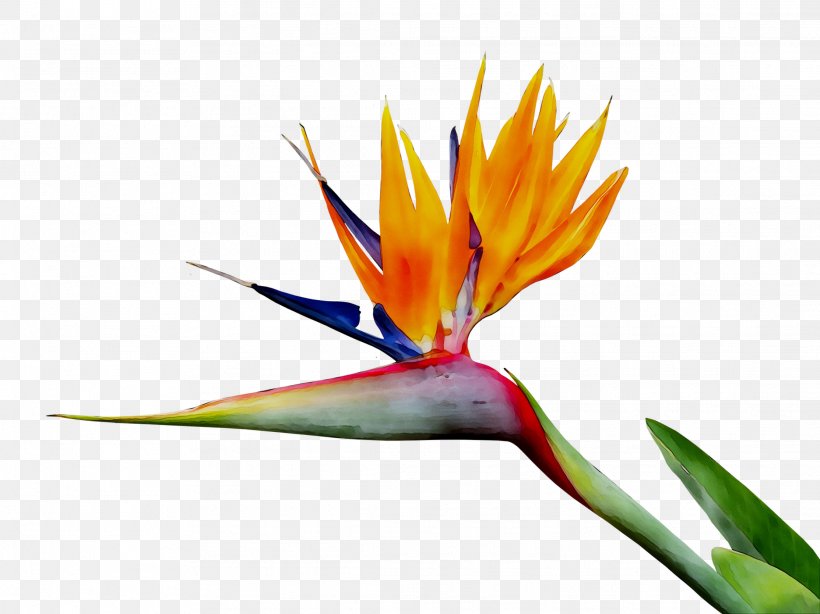 Bird Of Paradise Flower Stock Photography Image Clip Art Royalty-free, PNG, 2227x1670px, Bird Of Paradise Flower, Bird, Bird Of Paradise, Birdofparadise, Botany Download Free