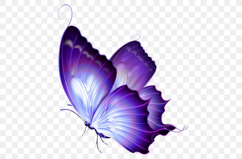 Butterfly Purple Clip Art, PNG, 480x538px, Butterfly, Color, Drawing, Flower, Free Content Download Free