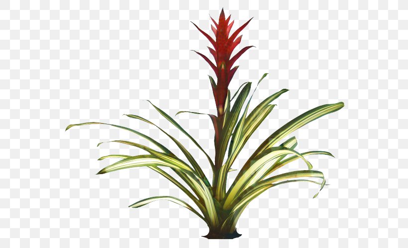 Clip Art Guzmania Transparency Flowering Plant, PNG, 583x500px, Guzmania, Aechmea, Aquarium Decor, Botany, Bromelia Download Free