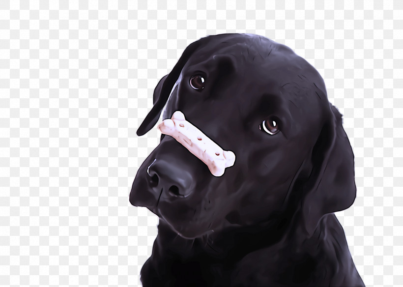 Dog Labrador Retriever Nose Snout Sporting Group, PNG, 2368x1688px, Dog, Labrador Retriever, Nose, Puppy, Retriever Download Free