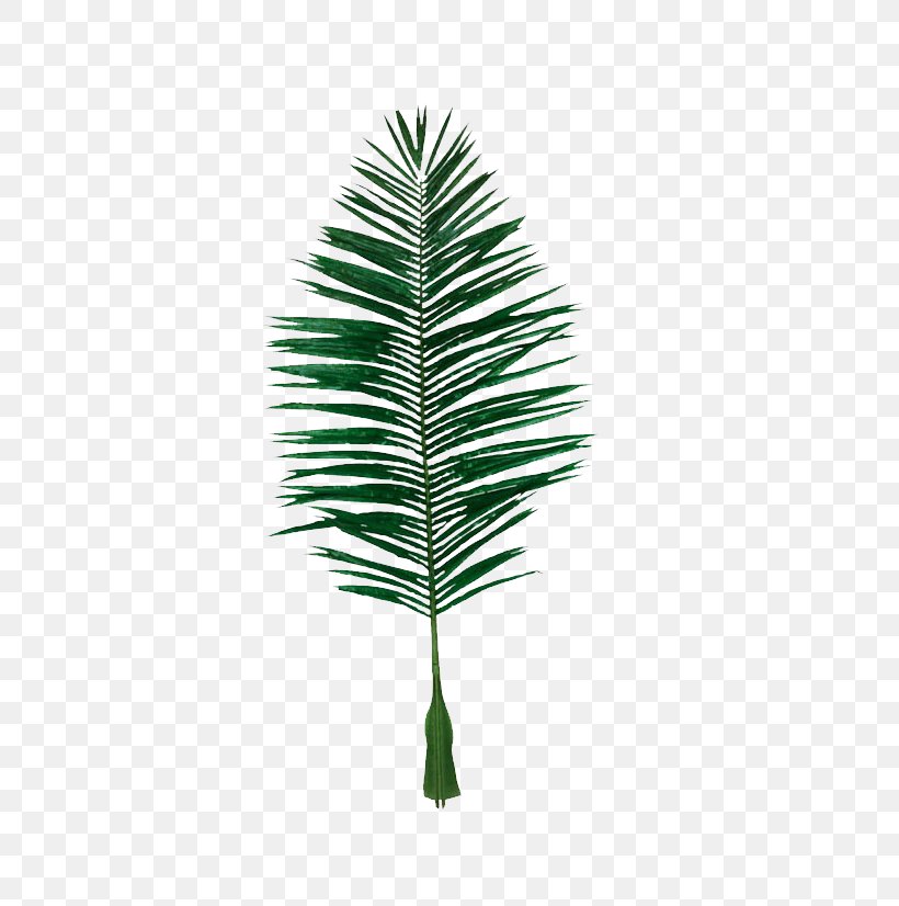 Leaf Coconut Evergreen, PNG, 590x826px, Leaf, Aquacarotene Ltd, Branch, Coconut, Conifer Download Free
