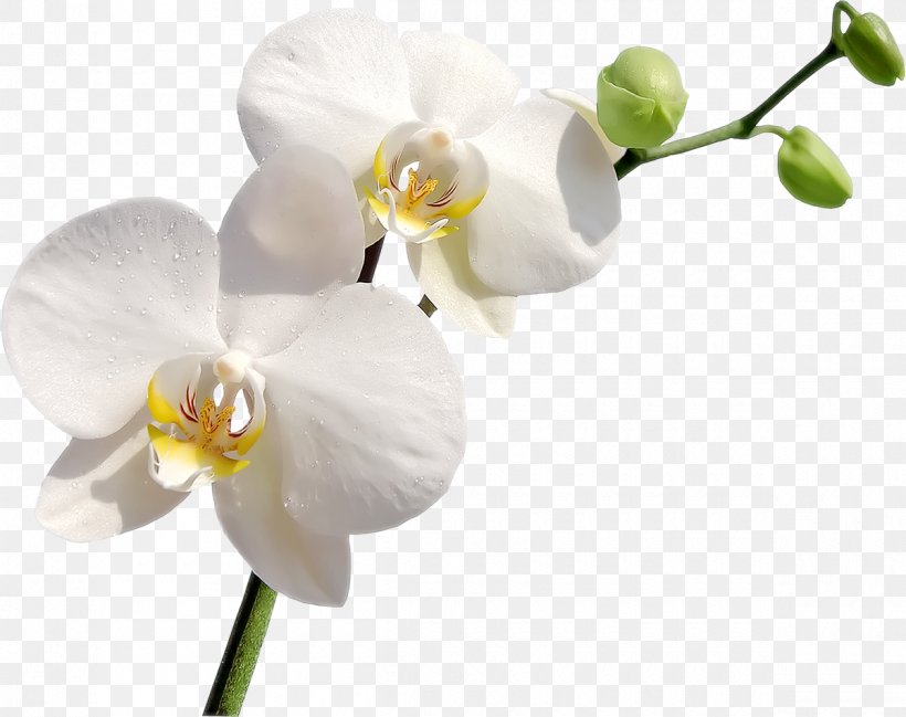 Orchids Flower Clip Art, PNG, 1200x951px, Orchids, Bit, Blossom, Branch, Computer Software Download Free