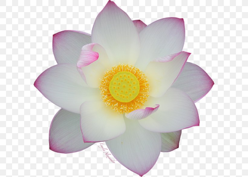 Rosaceae Rose Close-up Petal Lotus-m, PNG, 600x585px, Rosaceae, Aquatic Plant, Closeup, Family, Flower Download Free