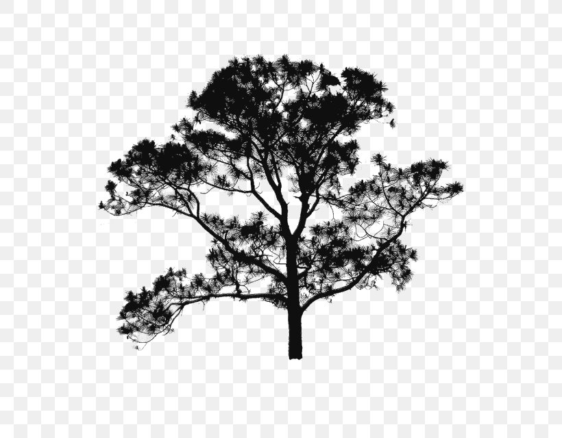 Branch Tree Brush Silhouette, PNG, 640x640px, Branch, Birch, Black And White, Brush, Drawing Download Free