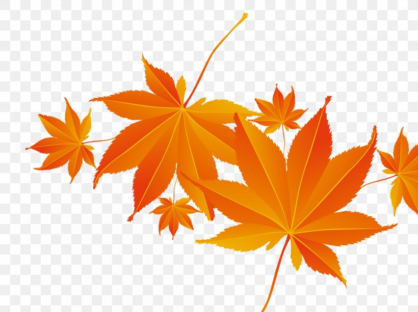 Maple Leaf Autumn, PNG, 1892x1416px, Maple Leaf, Autumn, Information, Leaf, Orange Download Free