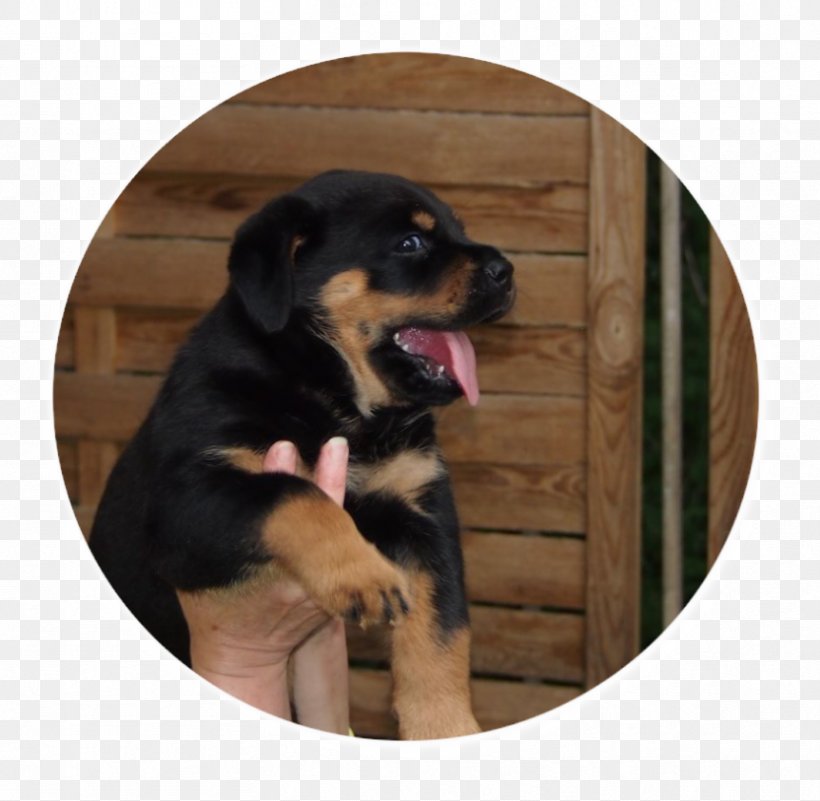 Rottweiler Huntaway Puppy Dog Breed Dog Collar, PNG, 832x813px, Rottweiler, Breed, Carnivoran, Collar, Dog Download Free