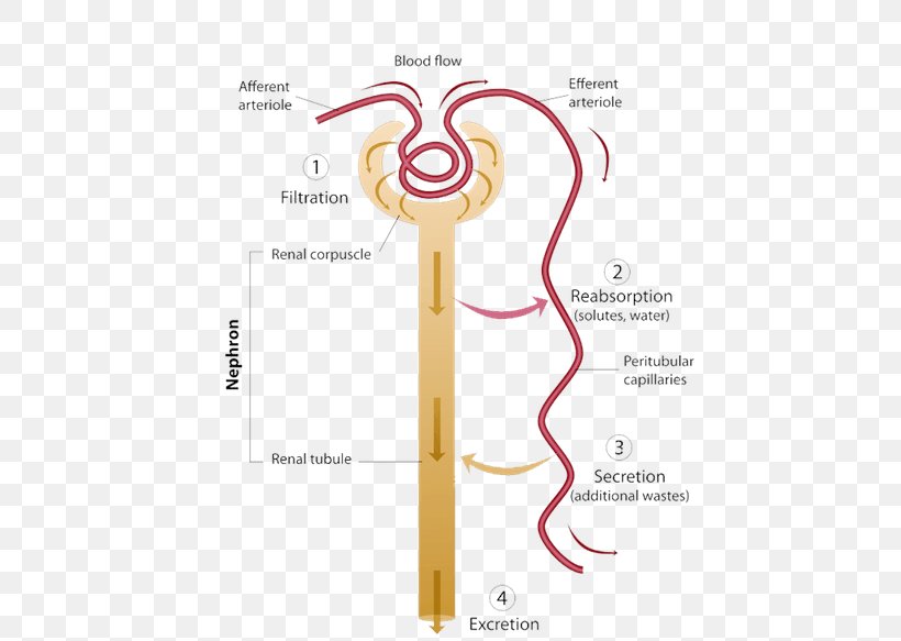 The Excretory System Reabsorption Nephron Urine, PNG, 500x583px, Watercolor, Cartoon, Flower, Frame, Heart Download Free