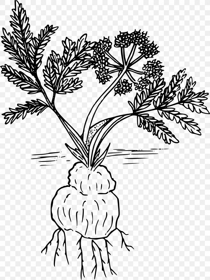 Woody Plant Line Art Drawing Lomatium Cous, PNG, 1799x2400px, Plant, Art, Black And White, Branch, Coloring Book Download Free