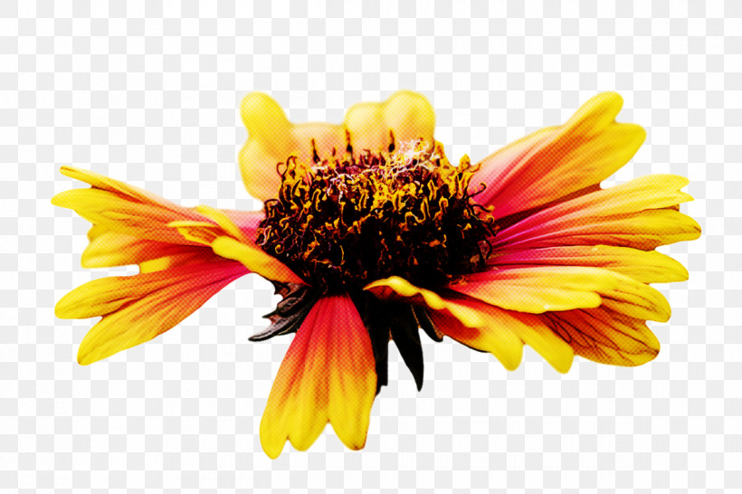 Blanket Flowers Sunflower Seed Chrysanthemum Pollen Petal, PNG, 1200x800px, Blanket Flowers, Chrysanthemum, Closeup, Common Sunflower, Flower Download Free