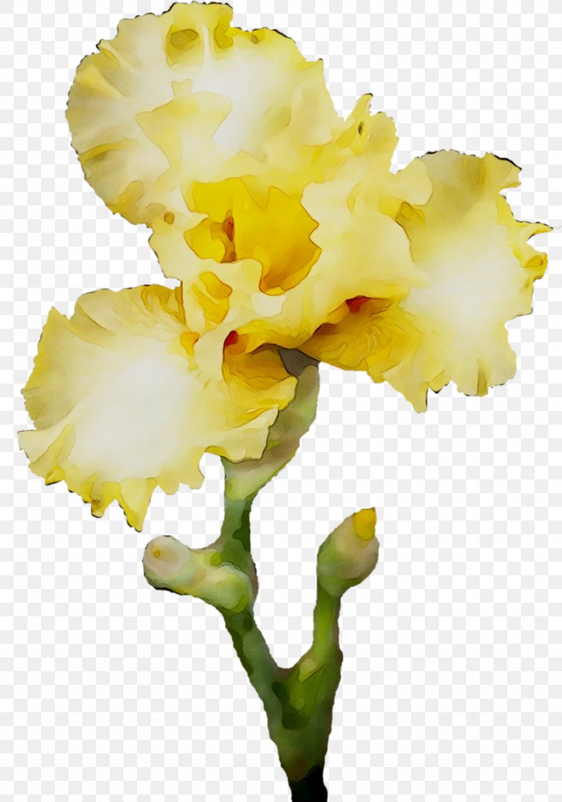 Cut Flowers Cattleya Orchids Moth Orchids Plant Stem, PNG, 912x1303px, Cut Flowers, Canna, Carnation, Cattleya, Cattleya Orchids Download Free