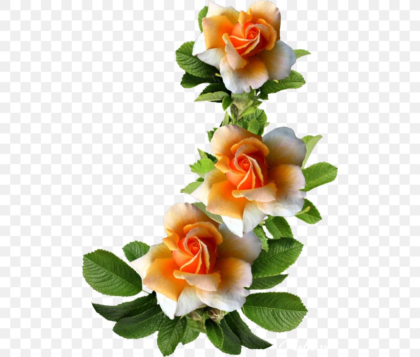 Cut Flowers Garden Roses Centifolia Roses Picture Frames, PNG, 500x696px, Flower, Artificial Flower, Centifolia Roses, Cut Flowers, Floral Design Download Free