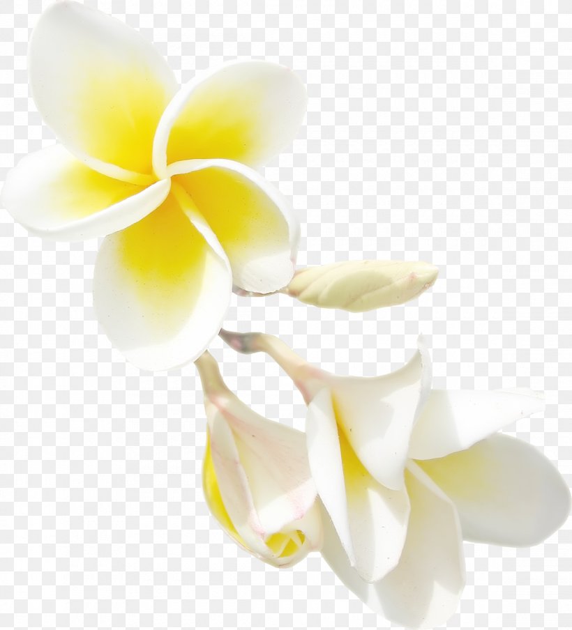 Flower Clip Art, PNG, 1160x1280px, Flower, Cut Flowers, Floral Design, Flowering Plant, Moth Orchid Download Free