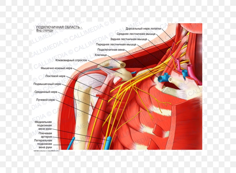Infraclavicular Fossa Supraclavicular Fossa Subclavian Artery Anatomy Scalene Muscles, PNG, 600x600px, Watercolor, Cartoon, Flower, Frame, Heart Download Free