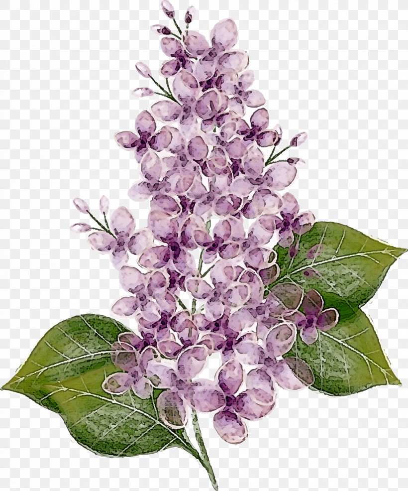 Lavender, PNG, 1728x2078px, Lilac, Branch, Flower, Lavender, Plant Download Free