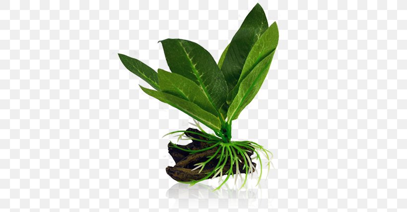 Leaf Aquatic Plants Fern Microsorum Pteropus, PNG, 376x427px, Leaf, Aquarium, Aquatic Plants, Dracaena, Echinodorus Download Free