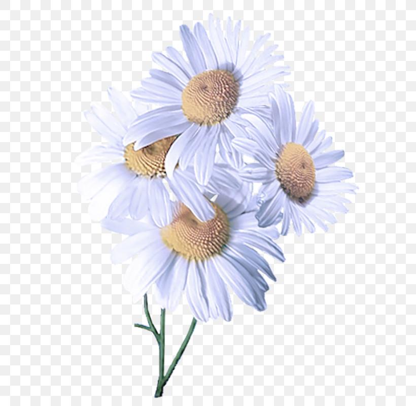 Daisy, PNG, 649x800px, Flower, Aster, Asterales, Camomile, Chamomile Download Free