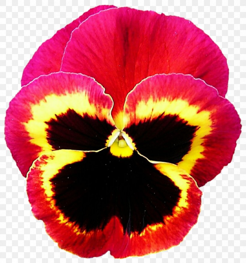 Pansy Violet Annual Plant Red, PNG, 864x924px, Pansy, Annual Plant, Flower, Flowering Plant, Magenta Download Free