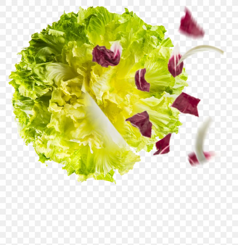 Romaine Lettuce Sugarloaf Chicory Endive Salad, PNG, 1600x1650px, Watercolor, Cartoon, Flower, Frame, Heart Download Free