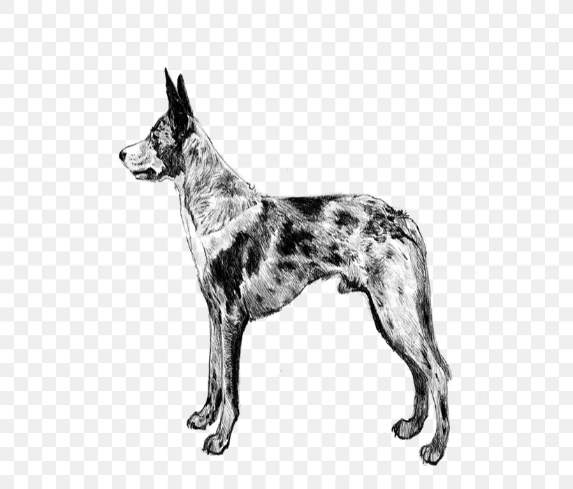 Wolf Cartoon, PNG, 700x700px, Seppala Siberian Sleddog, Ancient Dog Breeds, Australian Cattle Dog, Boskapshund, Breed Download Free