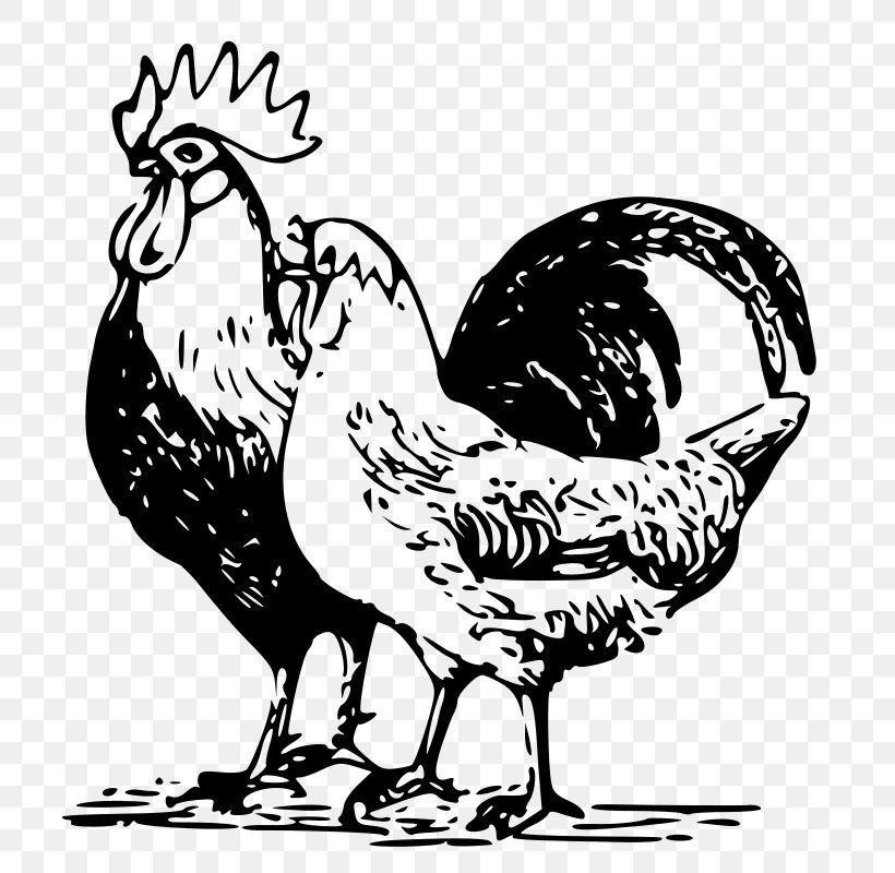 Chicken Goose Poultry Rooster, PNG, 705x800px, Chicken, Art, Artwork, Beak, Bird Download Free