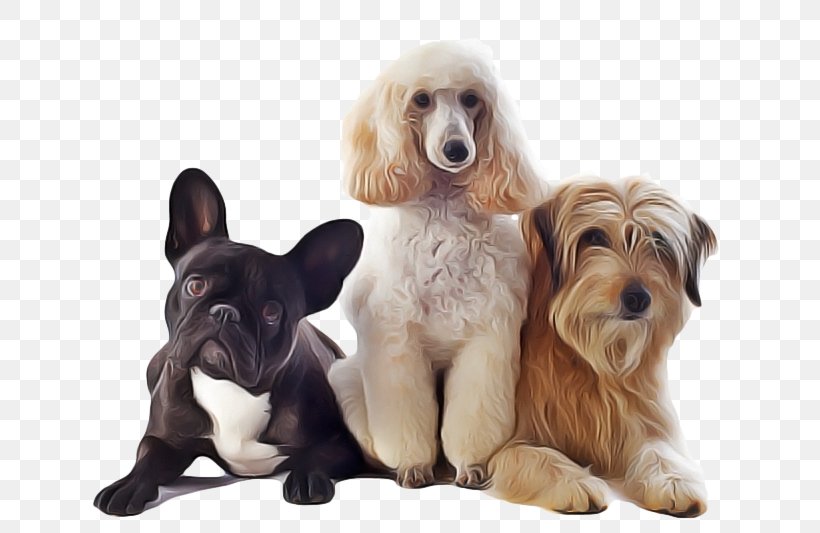 Dog Dog Breed Companion Dog Puppy Spaniel, PNG, 800x533px, Dog, Companion Dog, Dog Breed, Puppy, Spaniel Download Free