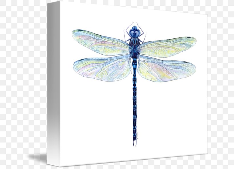 Dragonfly Insect Watercolor Painting Drawing, PNG, 650x593px, Dragonfly, Art, Arthropod, Canvas, Dragonflies And Damseflies Download Free