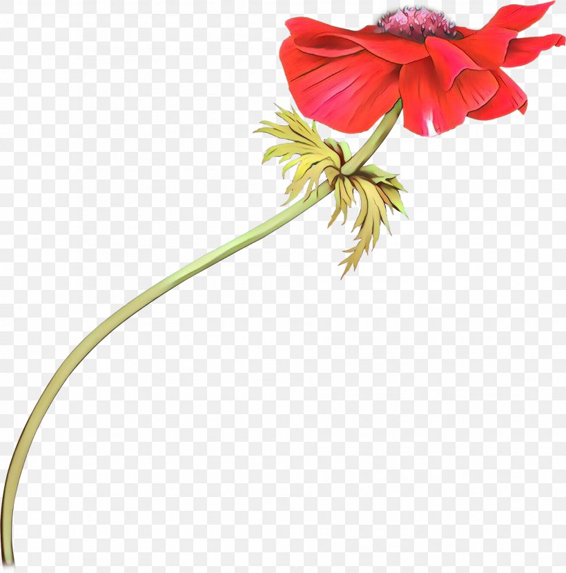 Flower Red Plant Flowering Plant Petal, PNG, 1885x1910px, Cartoon, Anthurium, Flower, Flowering Plant, Hippeastrum Download Free