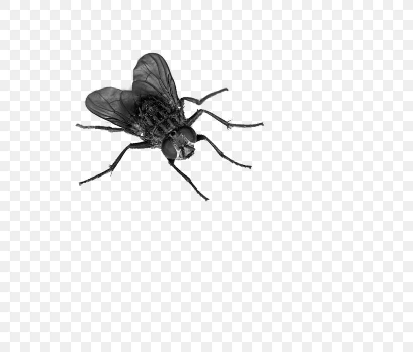 Fly Insect, PNG, 700x700px, Fly, Beetle, Black Fly, Blowflies, House Fly Download Free