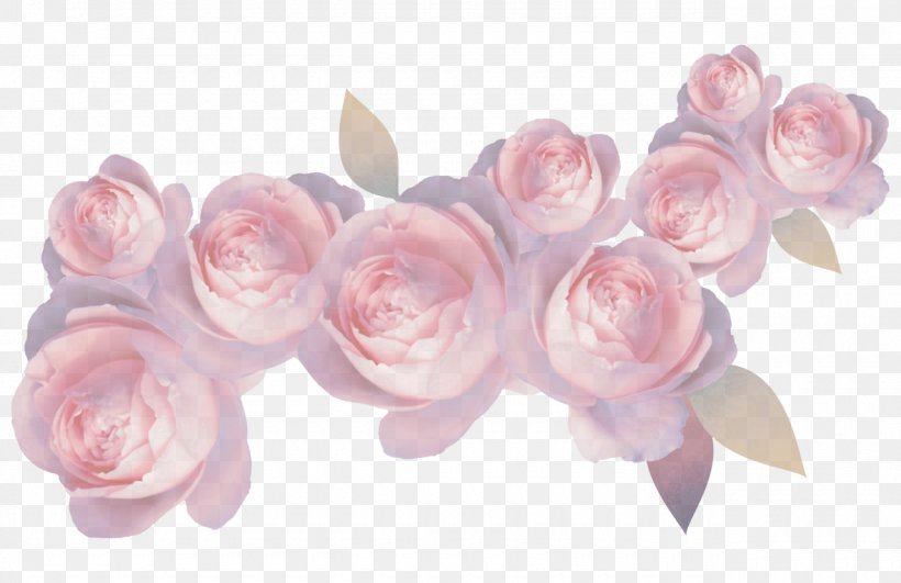 Garden Roses, PNG, 1280x829px, Pink, Cut Flowers, Flower, Garden Roses, Petal Download Free