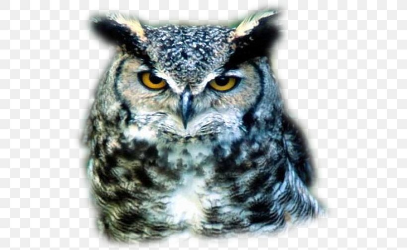 Great Grey Owl Bird, PNG, 528x505px, Owl, Aegolius, Beak, Bird, Bird Of Prey Download Free