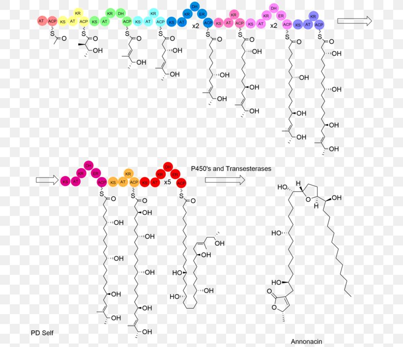 Acetogenin Biosynthesis Annonacin Polyketide Synthase, PNG, 700x707px, Watercolor, Cartoon, Flower, Frame, Heart Download Free
